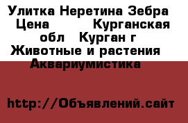 Улитка Неретина Зебра › Цена ­ 100 - Курганская обл., Курган г. Животные и растения » Аквариумистика   